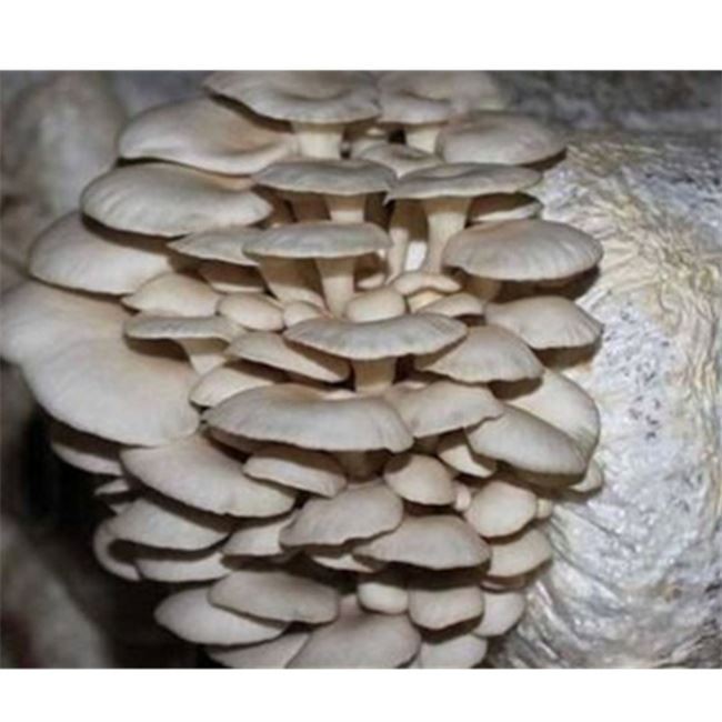 automatic-mashroom-bagging-machine